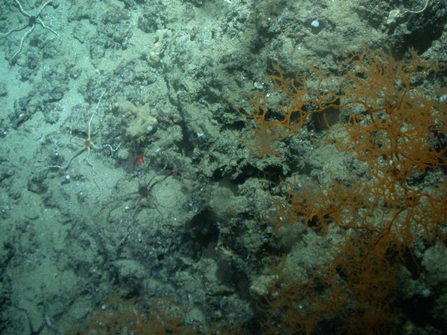 Brittle stars with a black central disk and banded arms and an orange Leiopathes glaberrima 