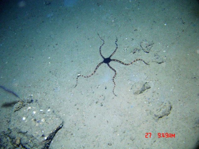 A striking brittle star with black central disk and banded arms on a whitish substrate. Picture