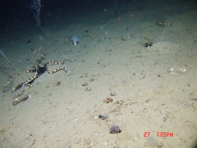 A striking brittle star with black central disk and banded black and yellow brown arms on a white sand and pebble substrate. Picture