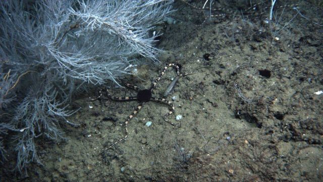 A striking brittle star with black central disk and banded black and yellow brown arms at the base of a stand of white bamboo coral Picture