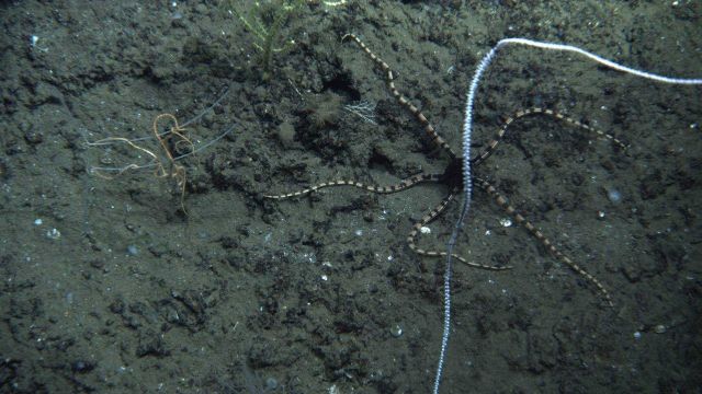 A striking brittle star with black central disk and banded black and yellow brown arms below a bamboo whip coral Picture