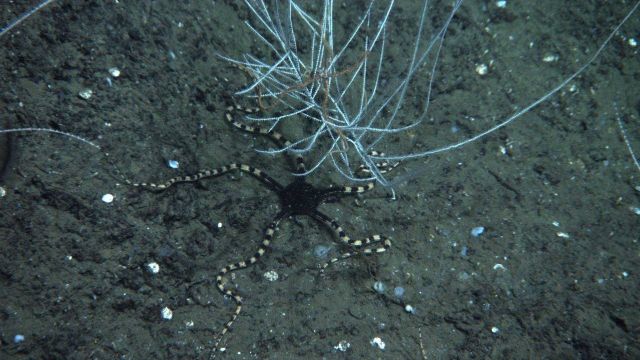 A striking brittle star with black central disk and banded black and yellow brown arms below a small bamboo coral bush Picture
