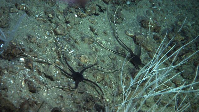 Two striking brittle stars with black central disk and banded black and yellow brown arms below a small bamboo coral bush. Picture