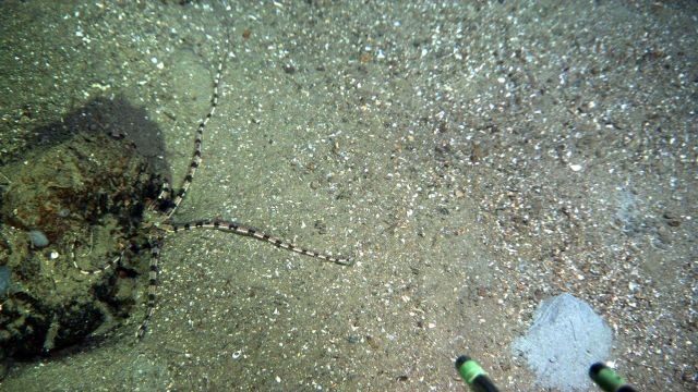 A brown and black banded brittle star next to a small boulder on a sand and shell substrate. Picture