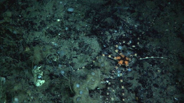A spectacular brittle star with black and white banded arms and an orange central disk with a black star design on the disk. Picture