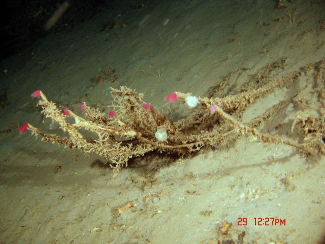 Tube worms with red tentacles extended. Picture