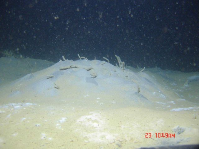 A colony of tube worms on a hummocky sediment bottom. Picture