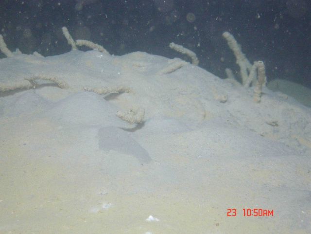 A colony of tube worms on a hummocky sediment bottom. Picture
