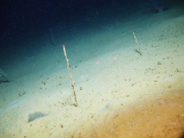 Solitary tube worms on silty bottom. Picture