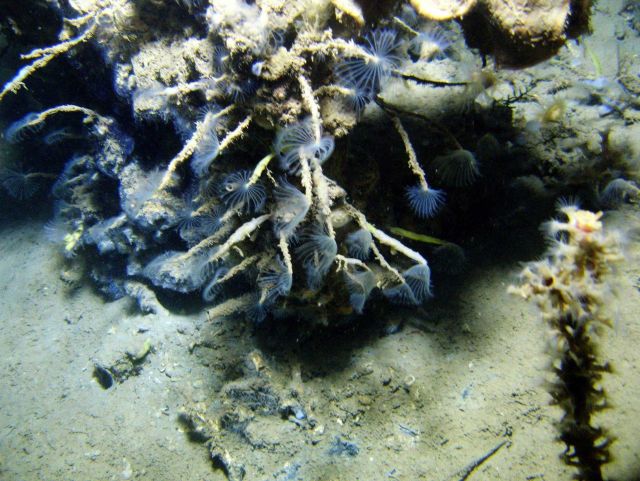 An outcrop in a cold seep area with numerous tube worms with feeding tentacles extended Picture