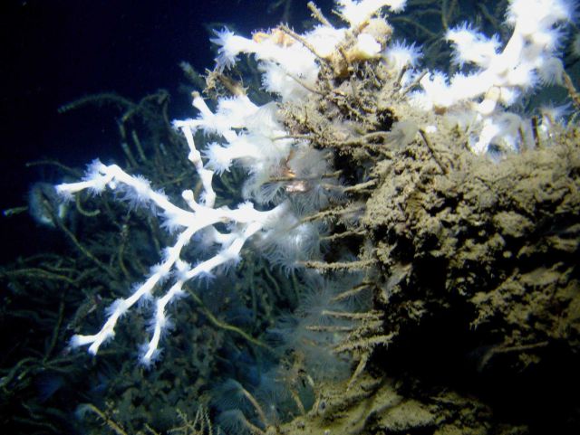 An outcrop in a cold seep area with numerous tube worms with feeding tentacles extended, white lophelia pertusa coral with polyps extended, and a tang Picture