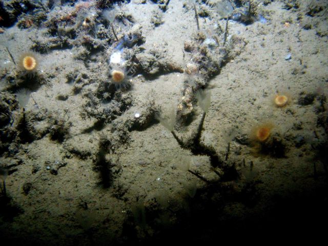 Numerous tube worms with feeding tentacles extended and four orange-yellow cup corals. Picture