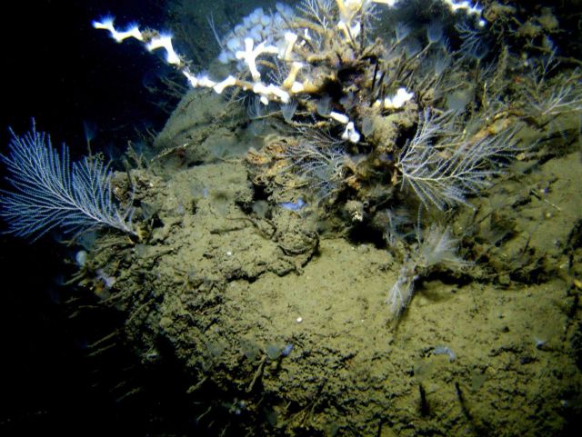 Numerous tube worms with feeding tentacles extended, white lophelia coral, a colony of small ping pong ball like sponges, and small bamboo coral bushe Picture