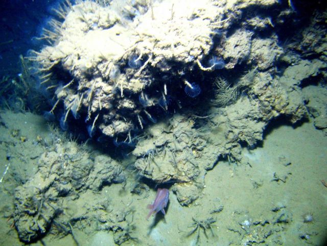An outcrop in a cold seep area with numerous tube worms with feeding tentacles extended and lamellibrachian tube worms seen below and to the left. Picture