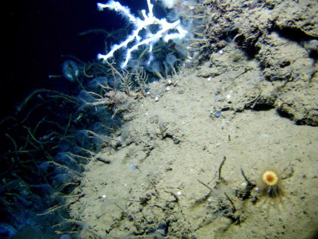 An outcrop in a cold seep area with numerous tube worms with feeding tentacles extended, white lophelia pertusa coral with polyps extended, a tangle o Picture