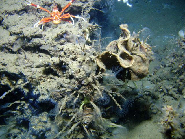 An outcrop in a cold seep area with a large orange and white squat lobster and numerous tube worms with feeding tentacles extended. Picture