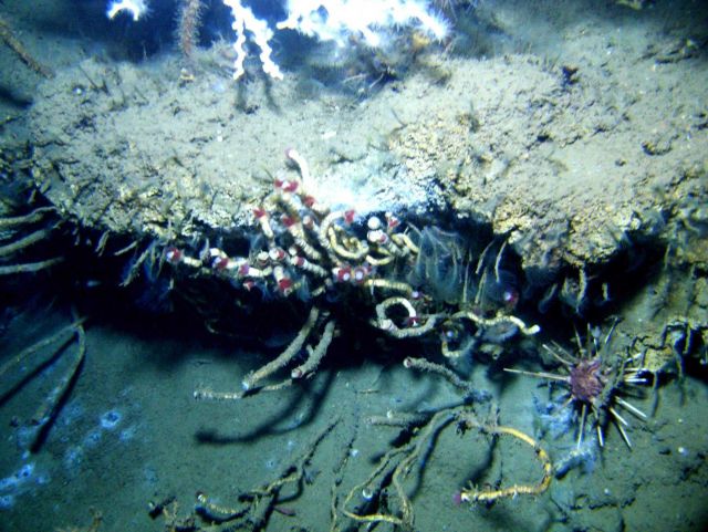 An outcrop in a cold seep area with lamellibrachian tube worms with red tips and smaller tube worms with feeding tentacles extended Picture