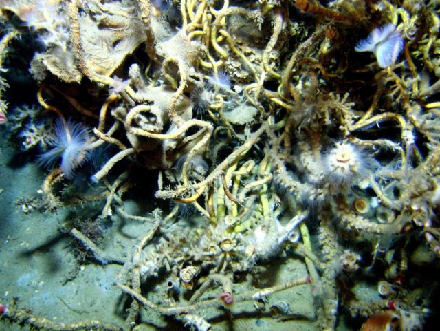 An outcrop in a cold seep area with numerous tube worms with feeding tentacles extended intermixed with cold seep lamellibrachian tube worms with red  Picture