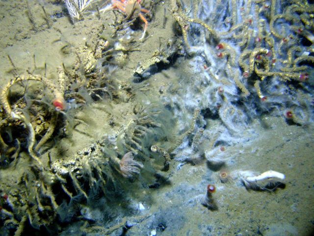 At least three different species of tube worm are at this cold seep site - large chemosynthetic lamellibrachian tube worms with the red tips, small tu Picture