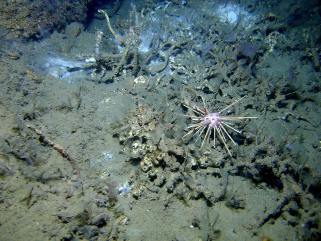 A large globular pencil urchin at a cold seep site with lamellibrachian tube worms and white bacterial material Picture