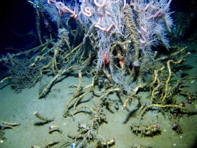 Callogorgia americana coral bush with large ophiuroid brittle stars growing in a stand of lamellibrachian tube worms at a cold seep site. Picture