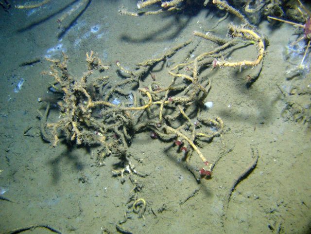 A cold seep site with lamellibrachian tube worms. Picture