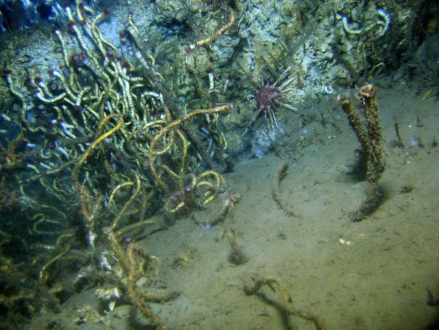 Lamellibrachian tube worms and a large pencil urchin at a cold seep site Picture
