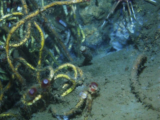 A cold seep site with lamellibrachian tube worms. Picture