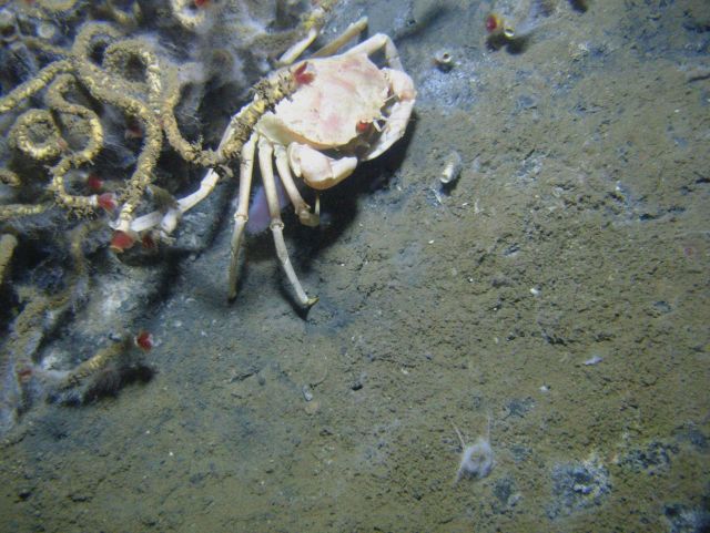A golden crab (Chaceon fenneri) using a cold seep site and lamellibrachian tube worms as habitat. Picture
