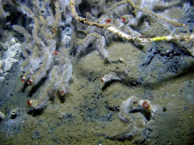 Lamellibrachian tube worms and filamentous white bacterial mat at a cold seep site. Picture