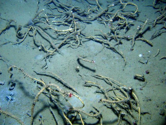A cold seep site with lamellibrachian tube worms. Picture