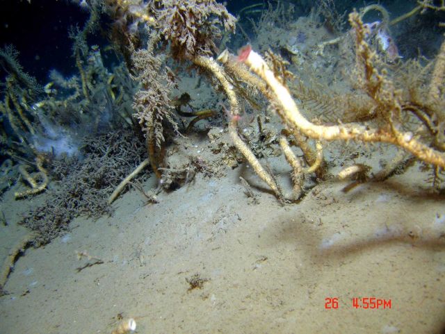 A cold seep site with lamellibrachian tube worms. Picture