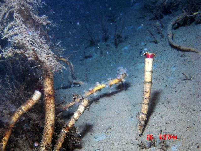 A cold seep site with lamellibrachian tube worms. Picture