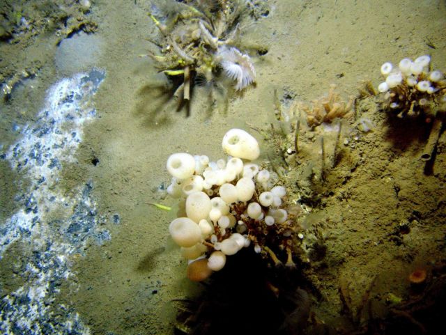 Lamellibrachian tube worms, a large white feather duster worm, globular lollipop sponges, and white and gray bacterial mat. Picture