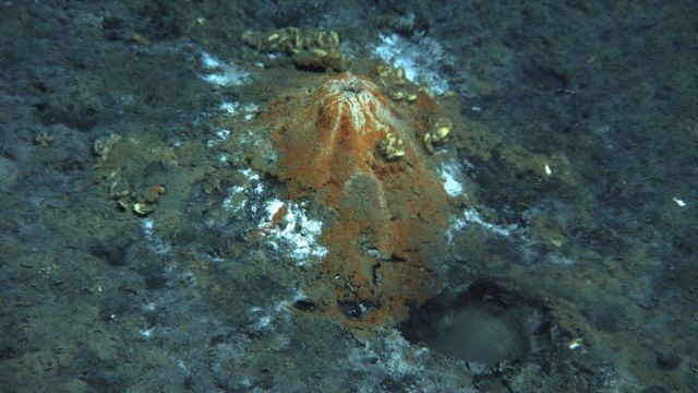 Mud volcano with chemosynthetic mussels. Picture