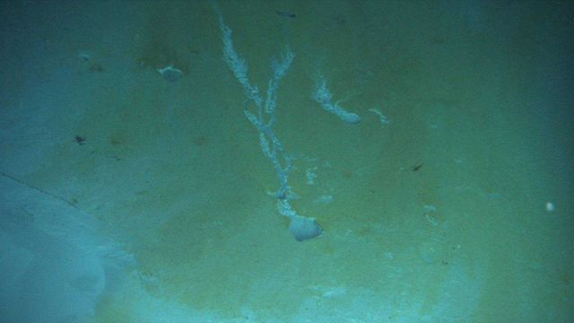 Discolored sediment around the brine pools Picture