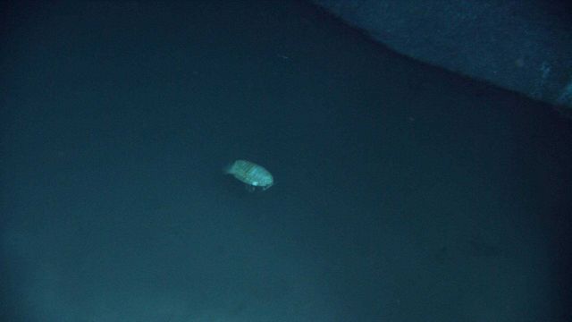 The brine pools are devoid of life Picture