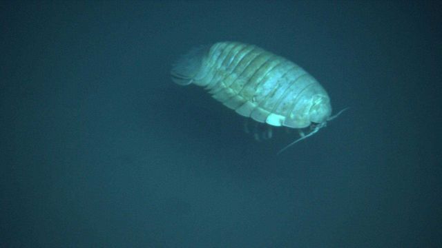 The brine pools are devoid of life Picture