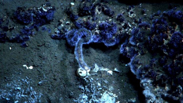 Purple fuzzy material, probably bacterial, at a cold seep site with at least one live lamellibrachian tube worm Picture