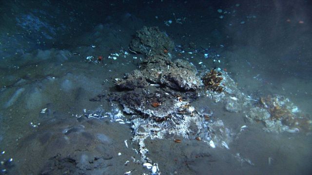 A cold seep site with brown globules of oil rising up from the seafloor. Picture