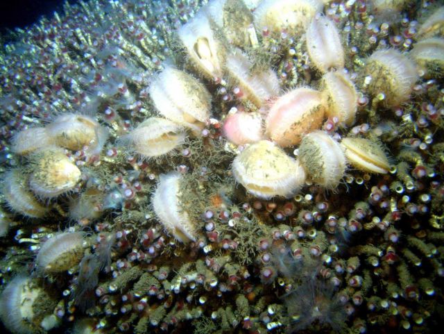 A thicket of lamellibrachian tube worms with associated acesta clams at a cold seep site. Picture