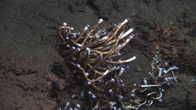 A colony of lamellibrachian tube worms at a cold seep site with white shrimp and a number of white squat lobsters. Picture