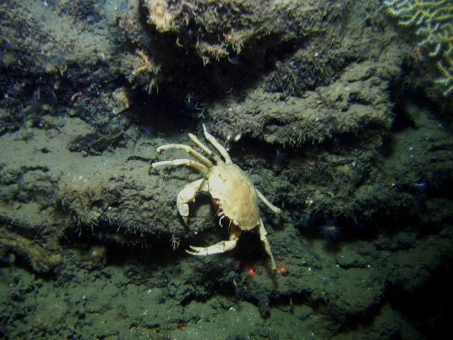A golden crab (Chaceon fenneri). Picture