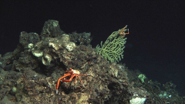 A topographic high point with squat lobsters, a paramuricid coral, and white sponges. Picture