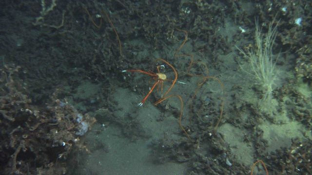 An orange and white squat lobster and orange 