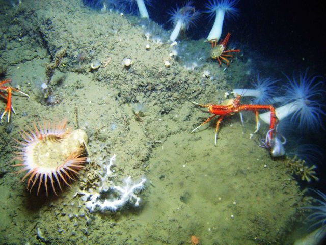 Calamari for dinner Picture