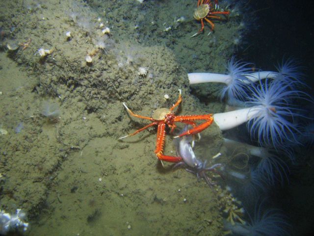 Calamari for dinner Picture