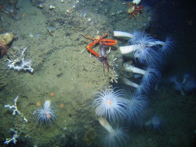 Calamari for dinner Picture