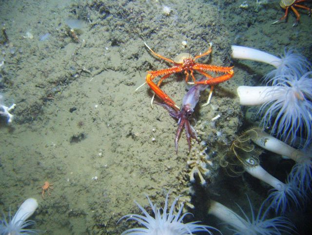 Calamari for dinner Picture