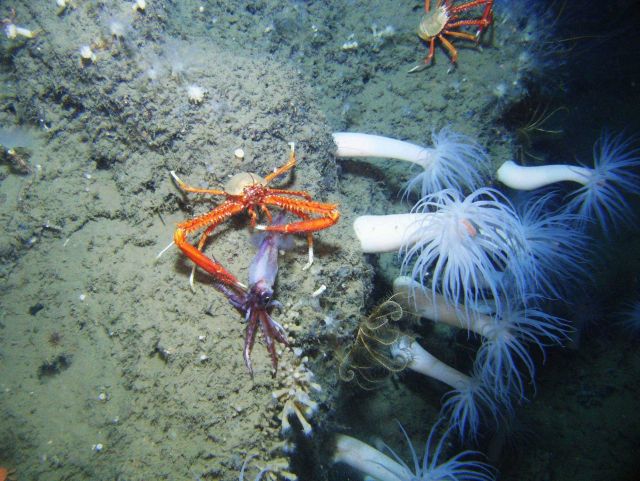 Calamari for dinner Picture